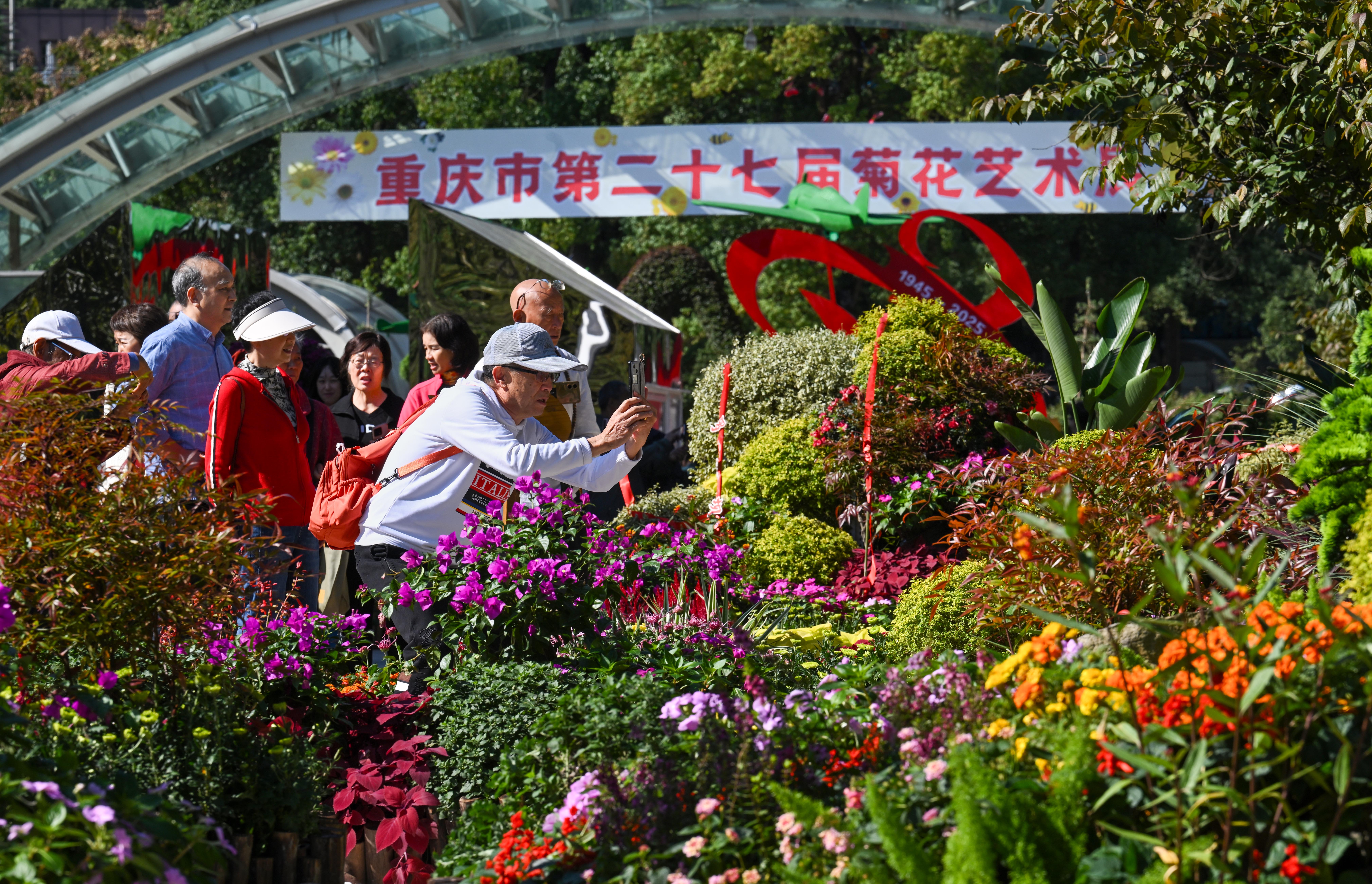 10万盆菊花扮靓南山植物园 重庆市第二十七届菊花艺术展开幕1.jpg