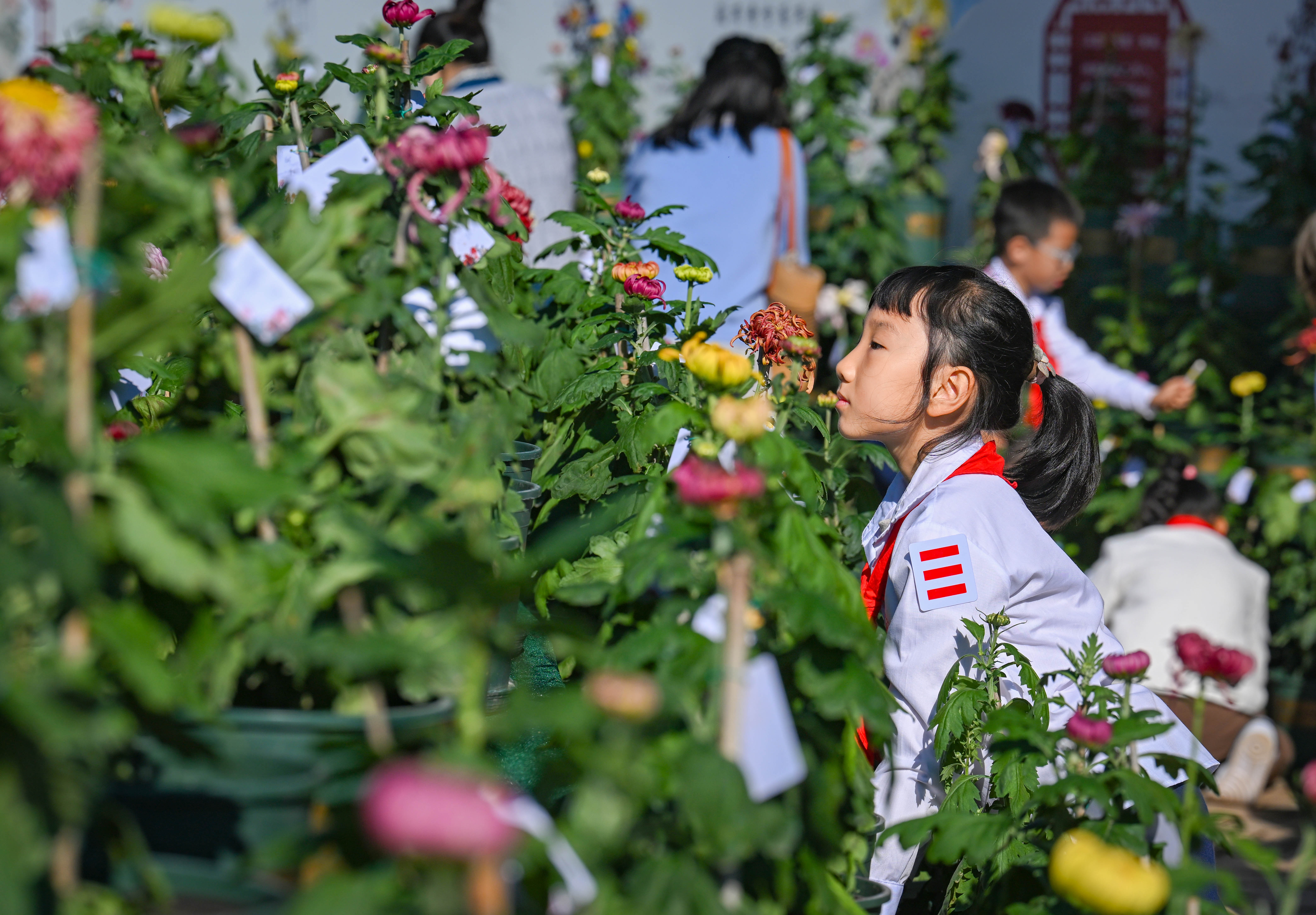 10万盆菊花扮靓南山植物园 重庆市第二十七届菊花艺术展开幕2.jpg