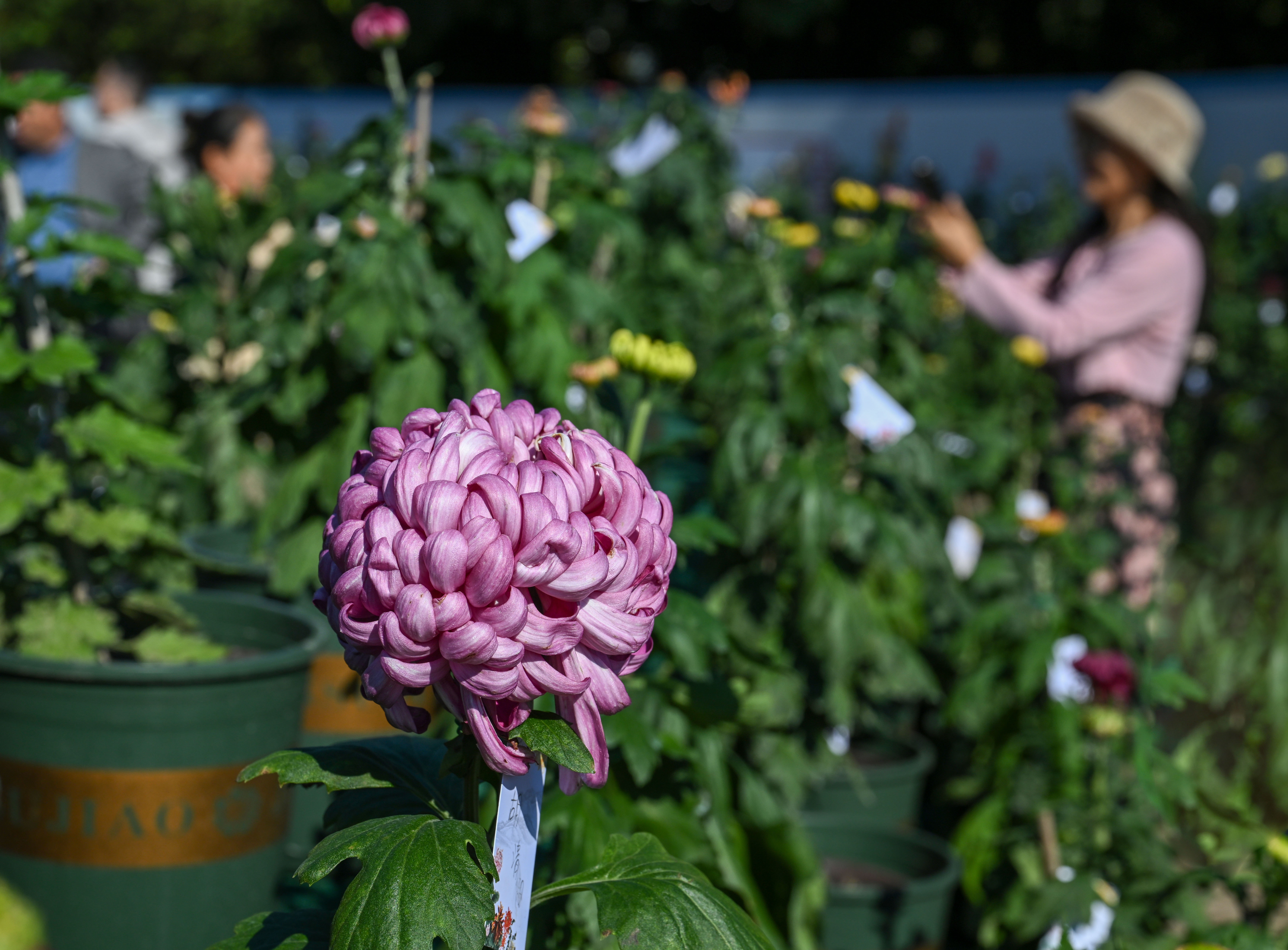 10万盆菊花扮靓南山植物园 重庆市第二十七届菊花艺术展开幕3.jpg