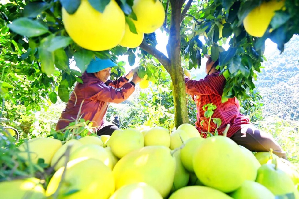 酉阳山柚“闯世界”,香飘海外富了民1.jpg