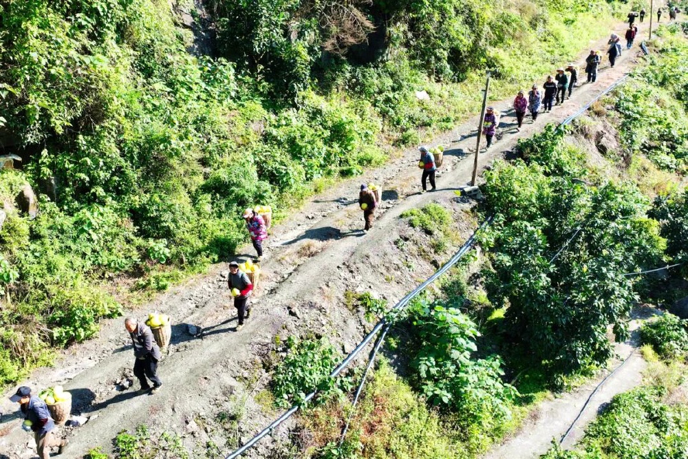 酉阳山柚“闯世界”,香飘海外富了民3.jpg