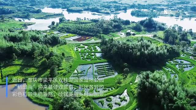 重庆梁平：巨幅“稻田画”绘就乡村新图景_重庆市人民政府网