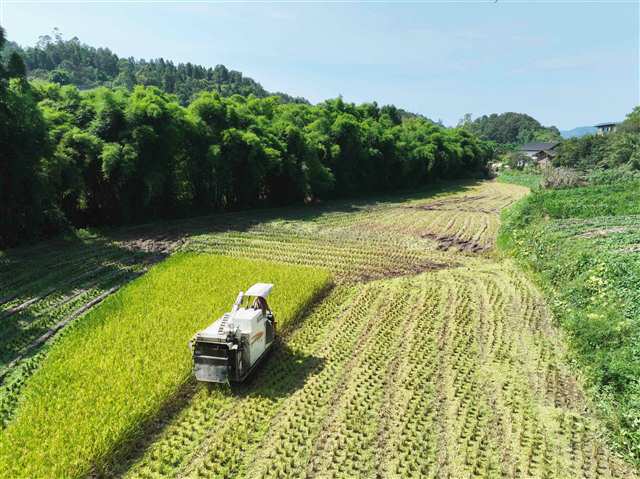 推進(jìn)閑置地復(fù)耕 推廣種子新品種 攻關(guān)新技術(shù)提單產(chǎn) 一劑“糧”方促重慶糧食產(chǎn)量創(chuàng)新高