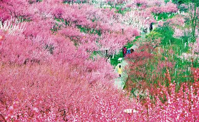 特约摄影 冉孟军/视觉重庆