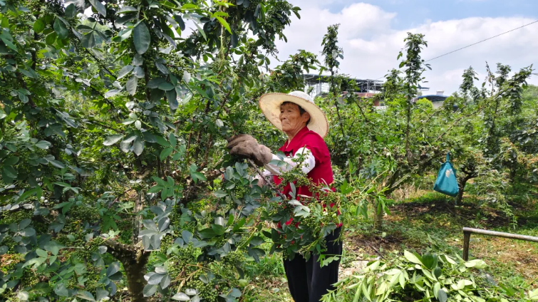 以知识产权为盾 护航重庆创新发展加速前行1.png