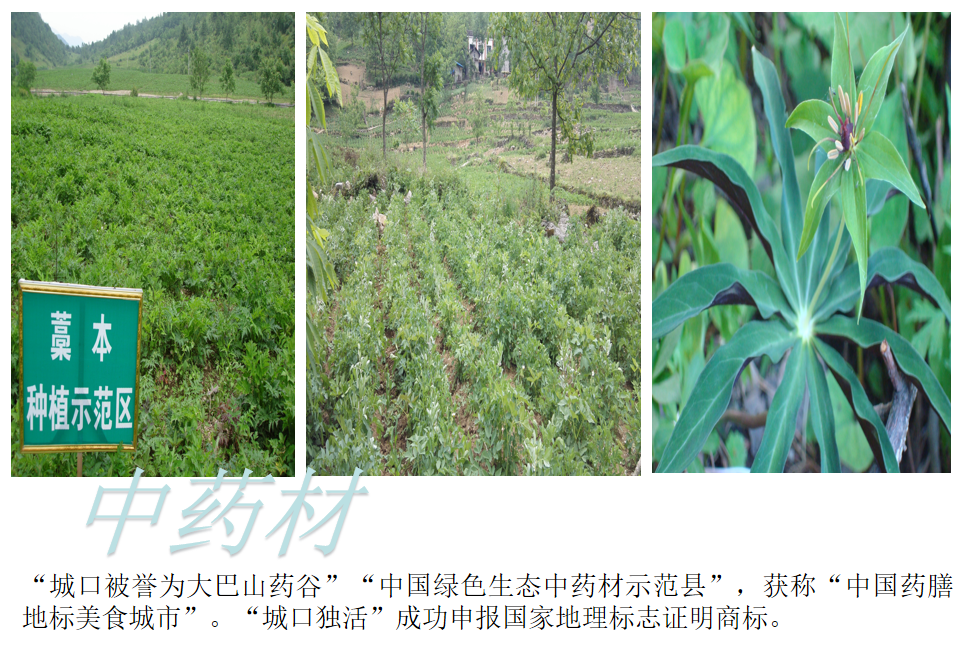 城口中药材.png