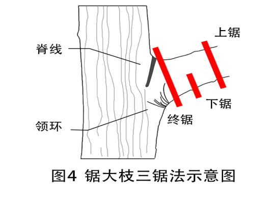 首页>政策直通车>全部政策>详细内容>图268锯大枝三锯法示意图4.