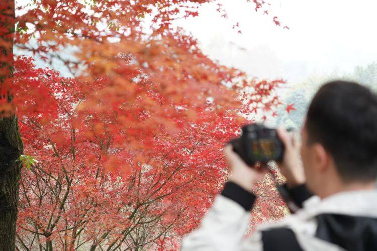 初冬出片“顶流”红了!到重庆园博园邂逅别样“枫”景3.jpg