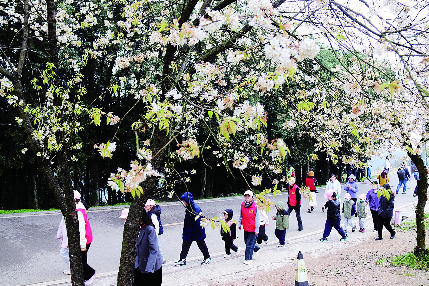 重庆发布《2026年重庆赏花乡村休闲旅游路线指南》 春日,去赴一场赏花盛宴1.jpg